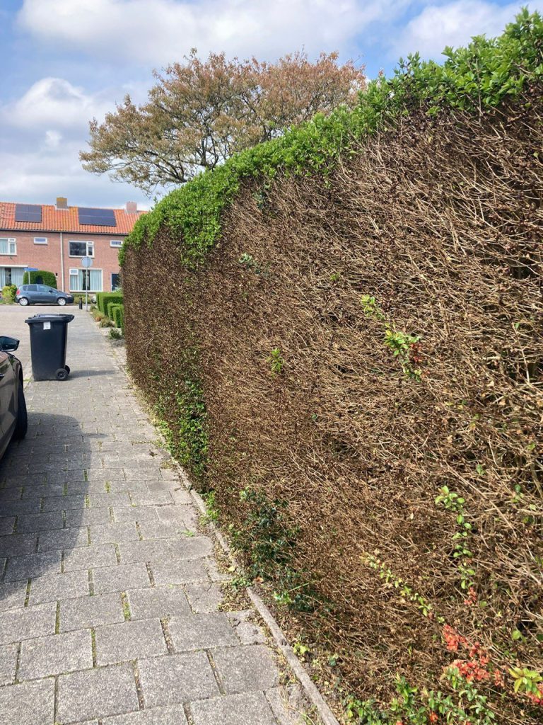 Afbeelding Uitval ligusterhagen Zuid-West Nederland