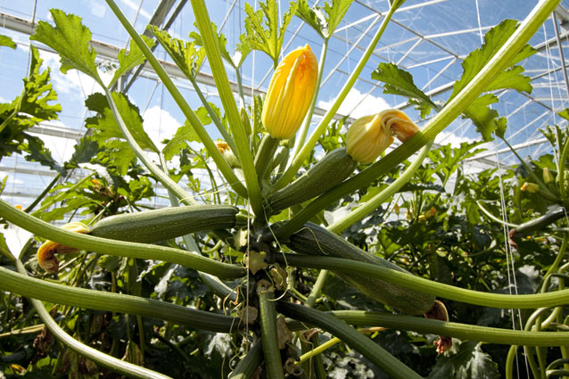 Afbeelding Het telen van de toekomst – Visie