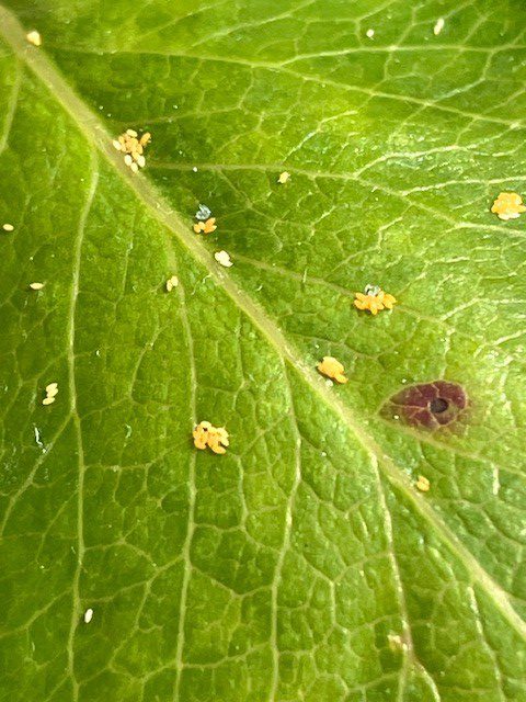 Afbeelding Perenbladvlo