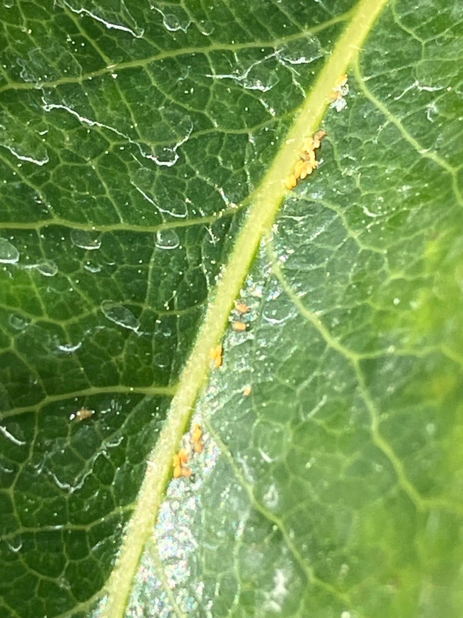 Afbeelding Perenbladvlo