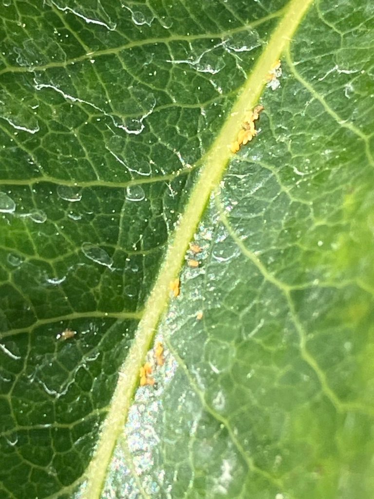 Afbeelding Perenbladvlo