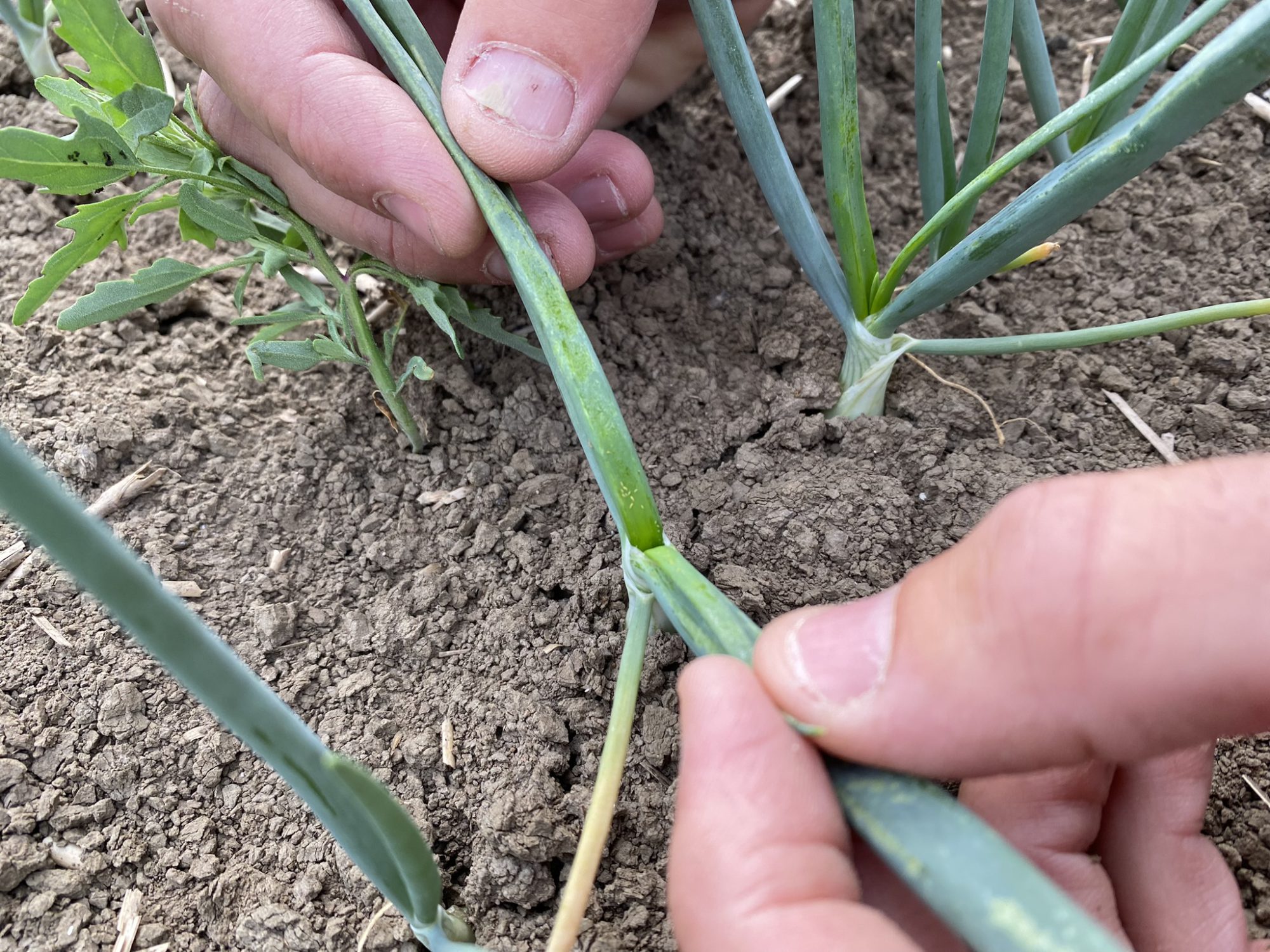 Afbeelding Biologische tripsbestrijding