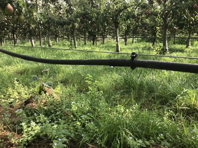 Afbeelding Optimaliseren vochthuishouding met kalium