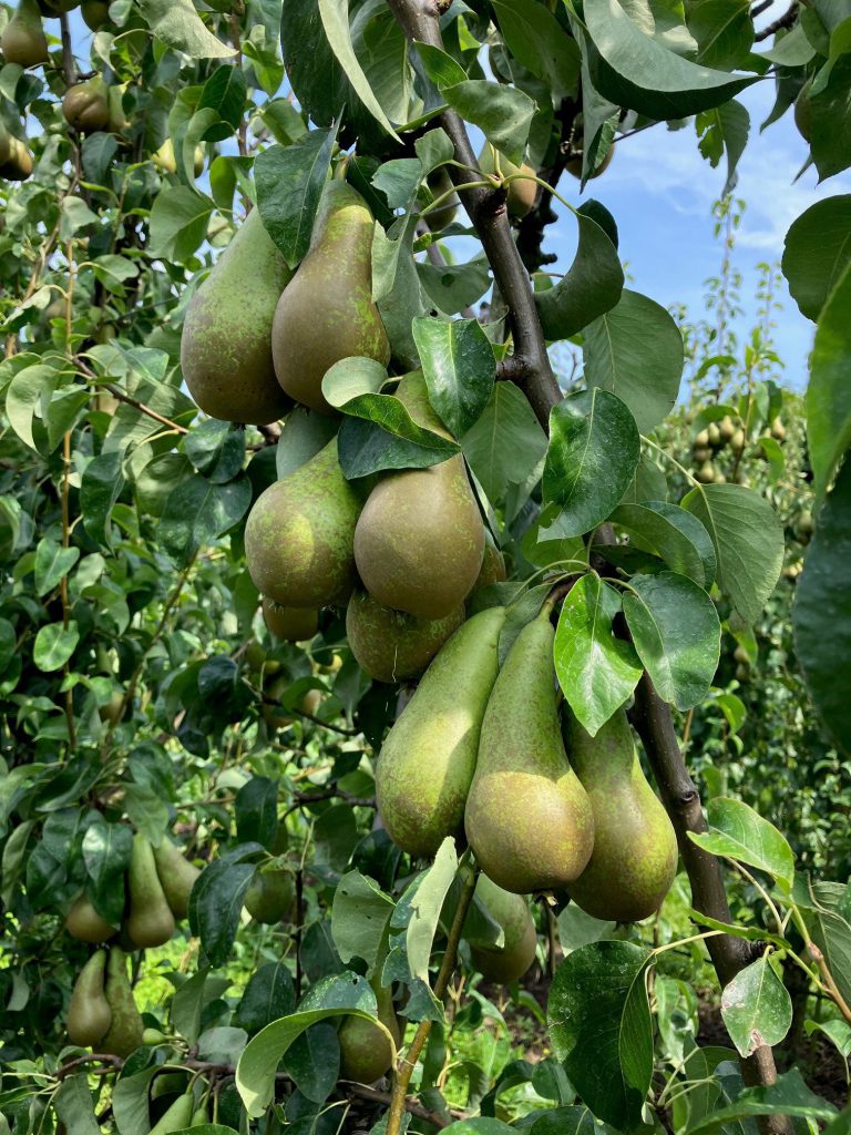 Afbeelding Fruitteeltbijeenkomst op 9 juli
