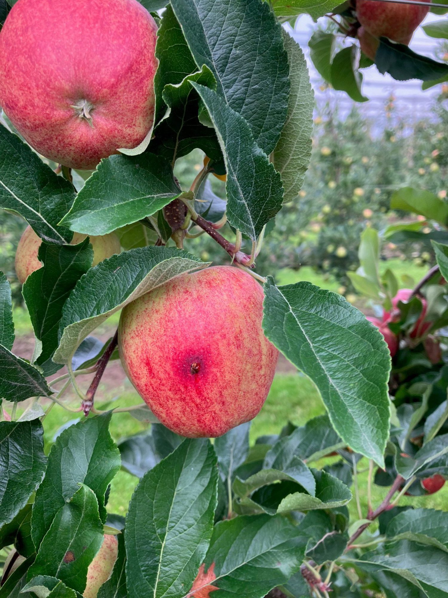 Afbeelding Fruitmotbestrijding