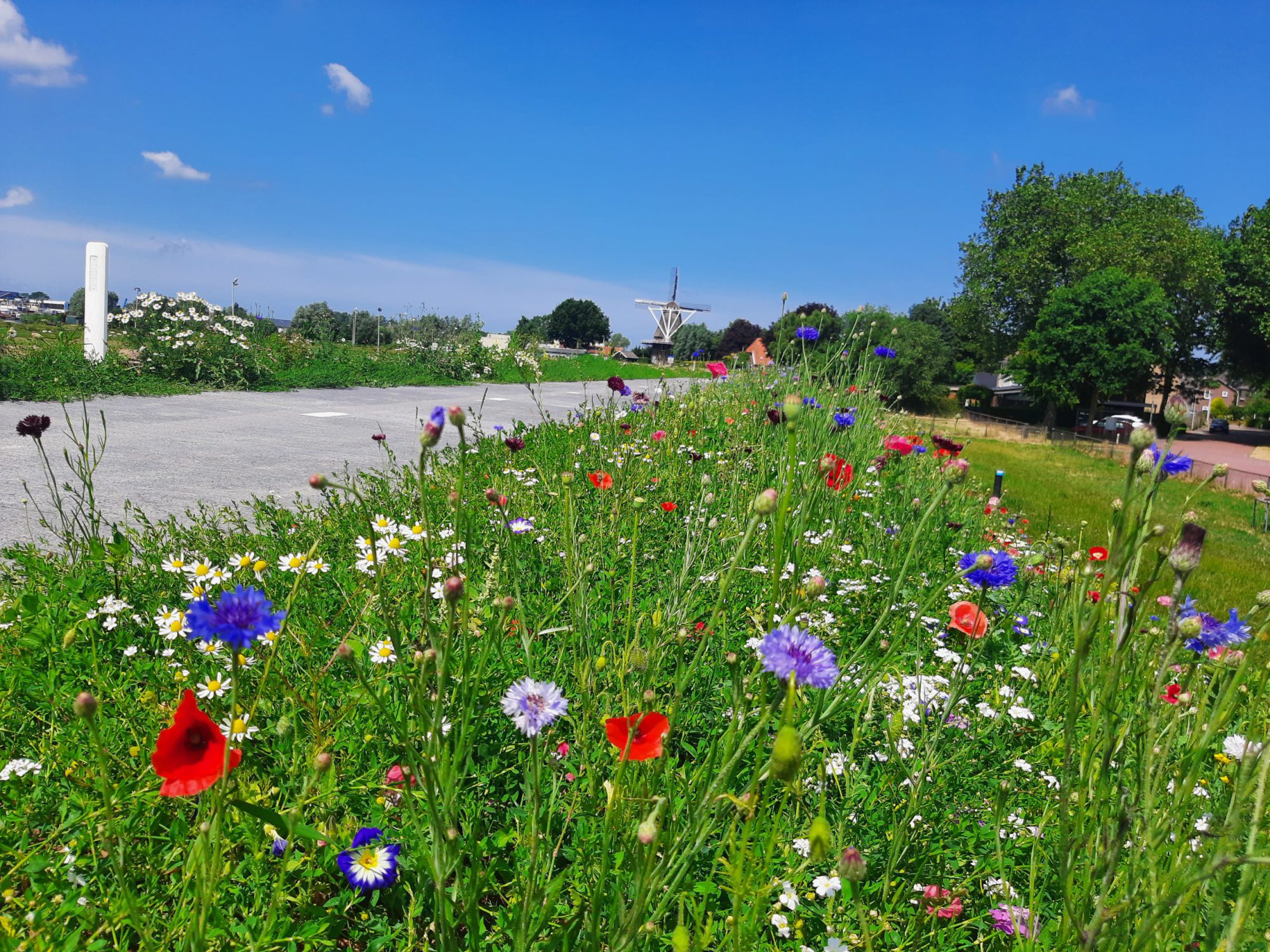 Afbeelding NIEUW: Soortenrijke dijkenmengsels: Dijken Basis Gras en Dijken Basis Kruiden