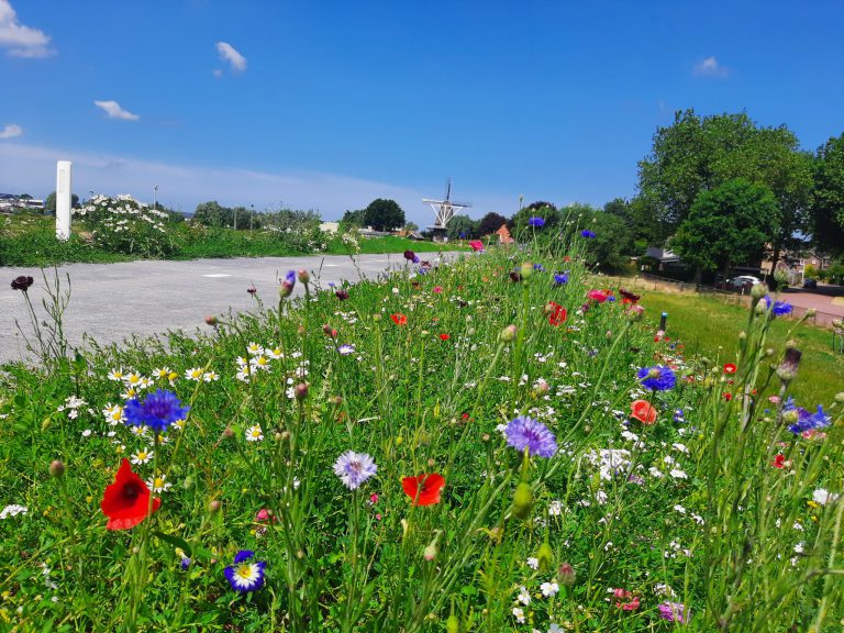 Afbeelding NIEUW: Soortenrijke dijkenmengsels: Dijken Basis Gras en Dijken Basis Kruiden