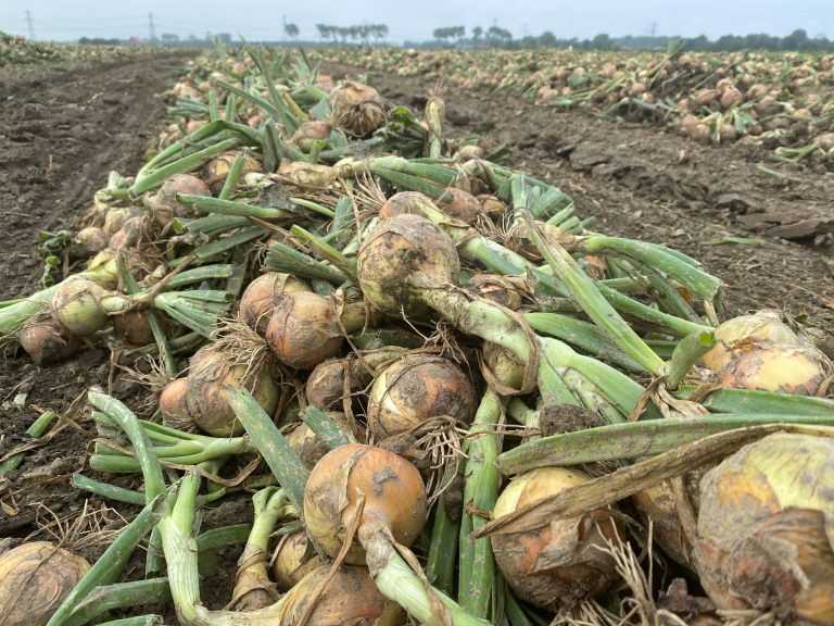 Afbeelding ‘In fertigatie moet je als teler zelf ook zin hebben’