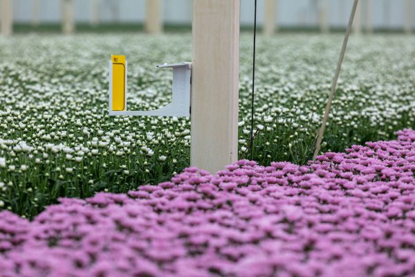 Afbeelding Van vier naar veertig vangplaten per hectare!