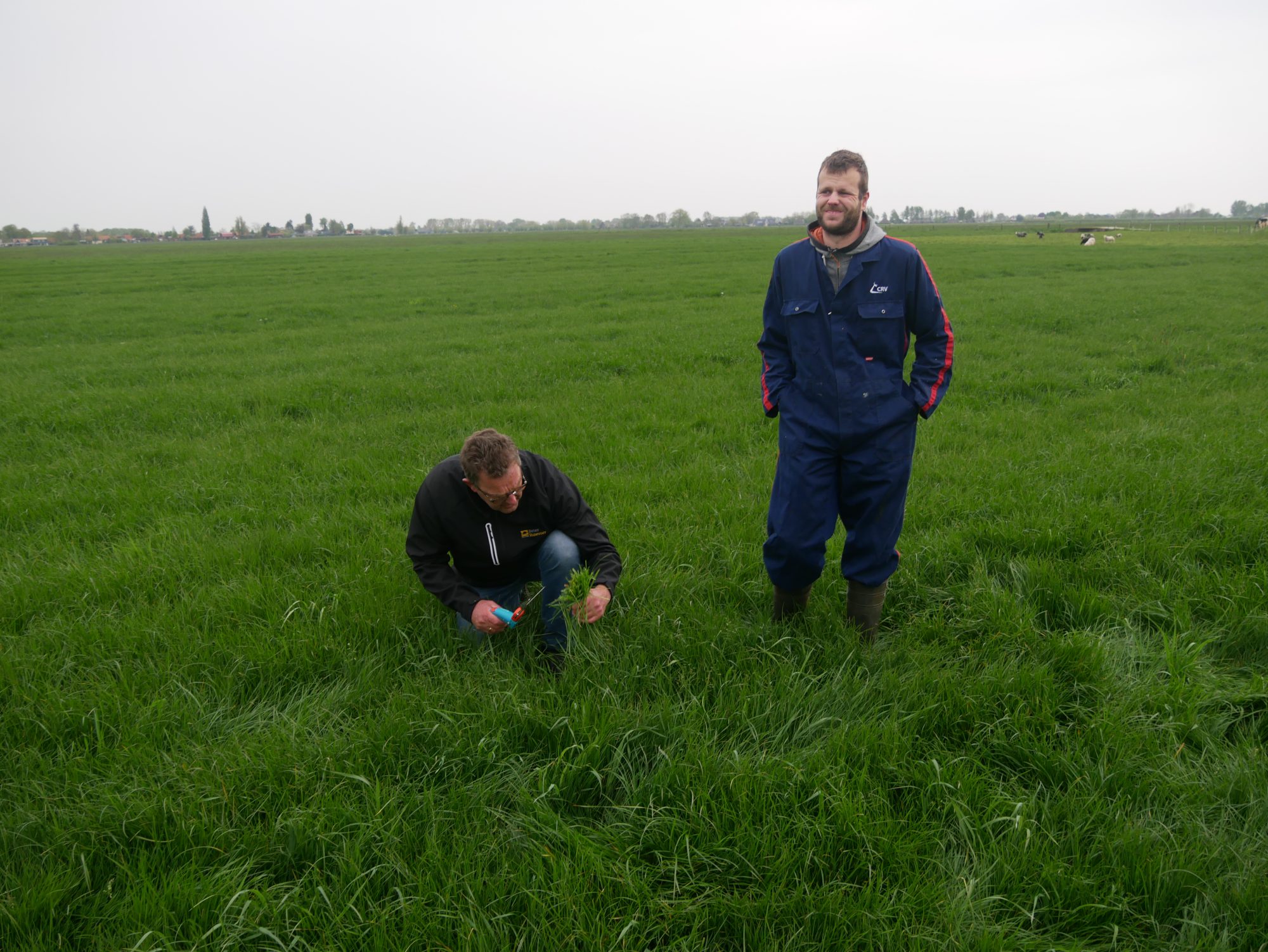 Afbeelding Proefresultaat: efficiënte beweiding op veengrond