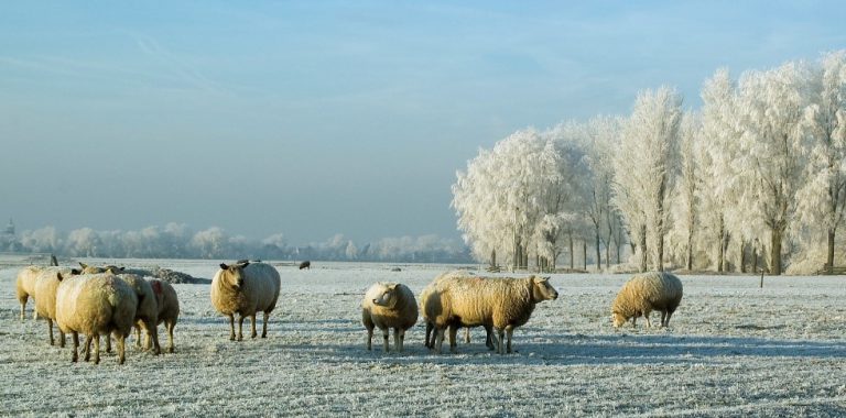 Afbeelding Zo gaat het grasland goed de winter in