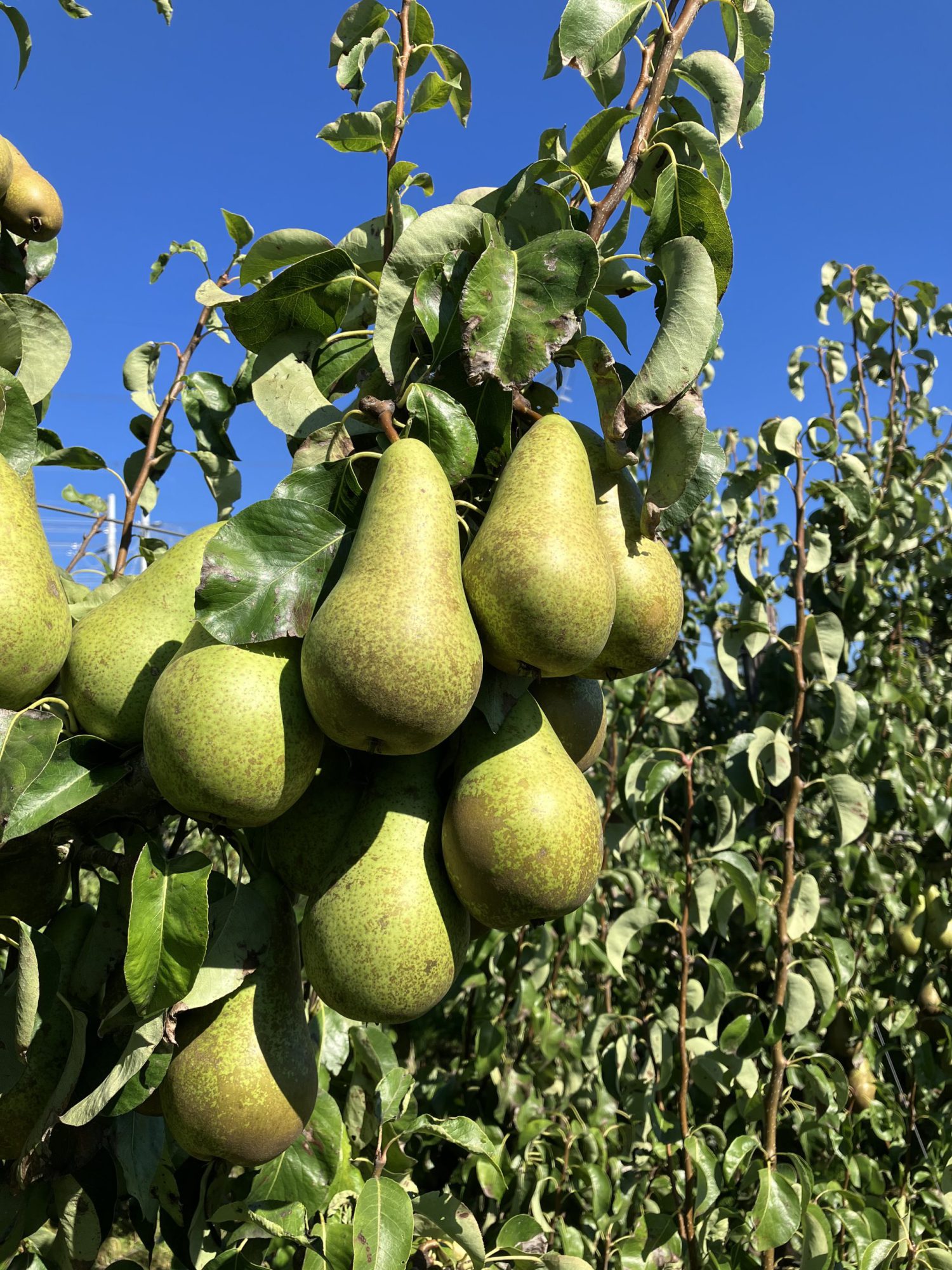 Afbeelding Hortispoor Mix Vloeibaar bladvoeding