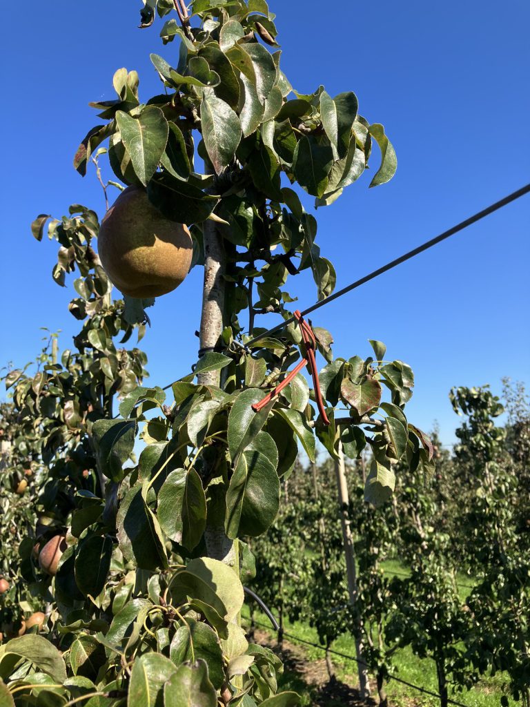 Afbeelding Bestellen Isomate OFM feromoonverwarring