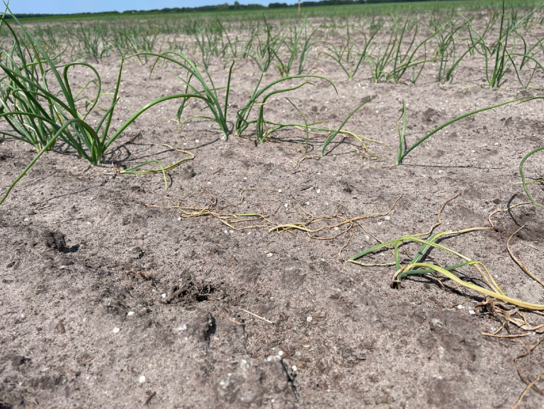 Afbeelding Dealer van De Groene Vlieg