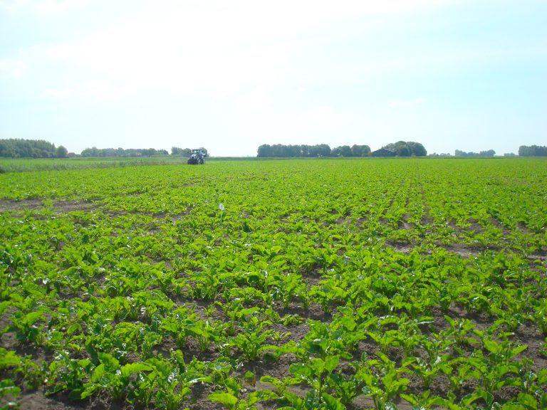Afbeelding Rijenbemesting in suikerbieten (video)