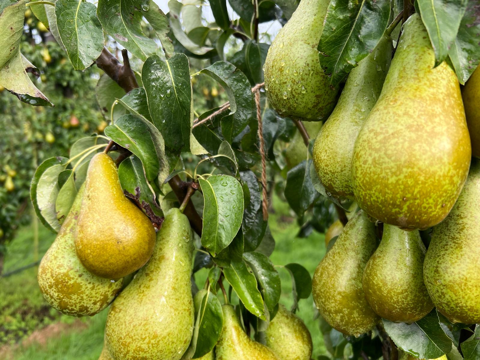 Afbeelding Bewaarkwaliteit