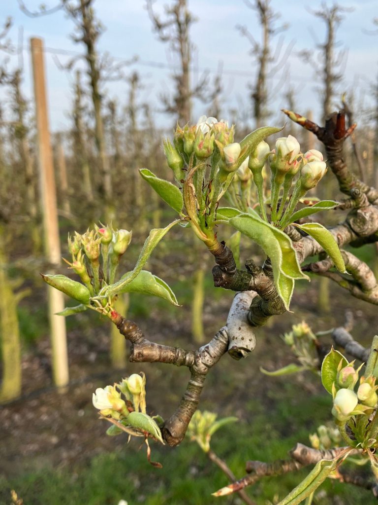 Afbeelding Themabericht vruchtzetting peer 2024