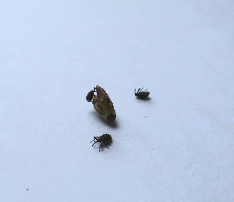 Afbeelding Vrijstellingen Raptol en Curatio