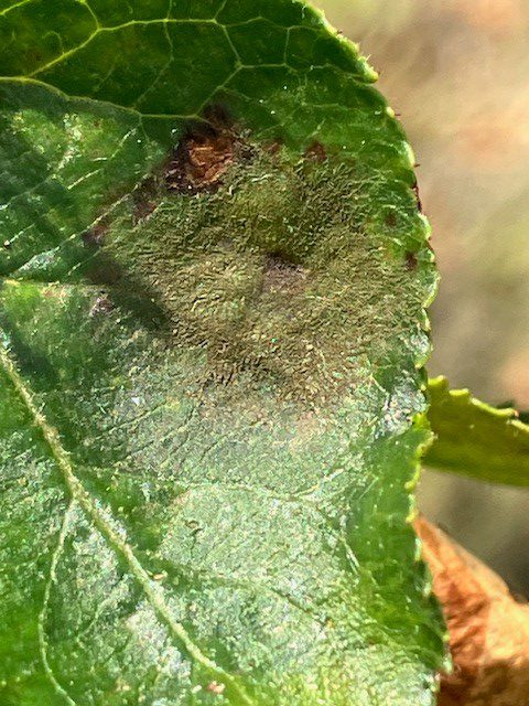 Afbeelding Schurft- en meeldauwbestrijding appel