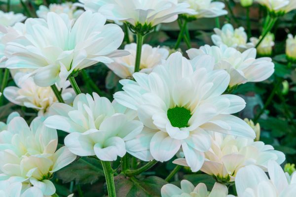 Afbeelding “Die beestjes werken 24/7 voor je!”