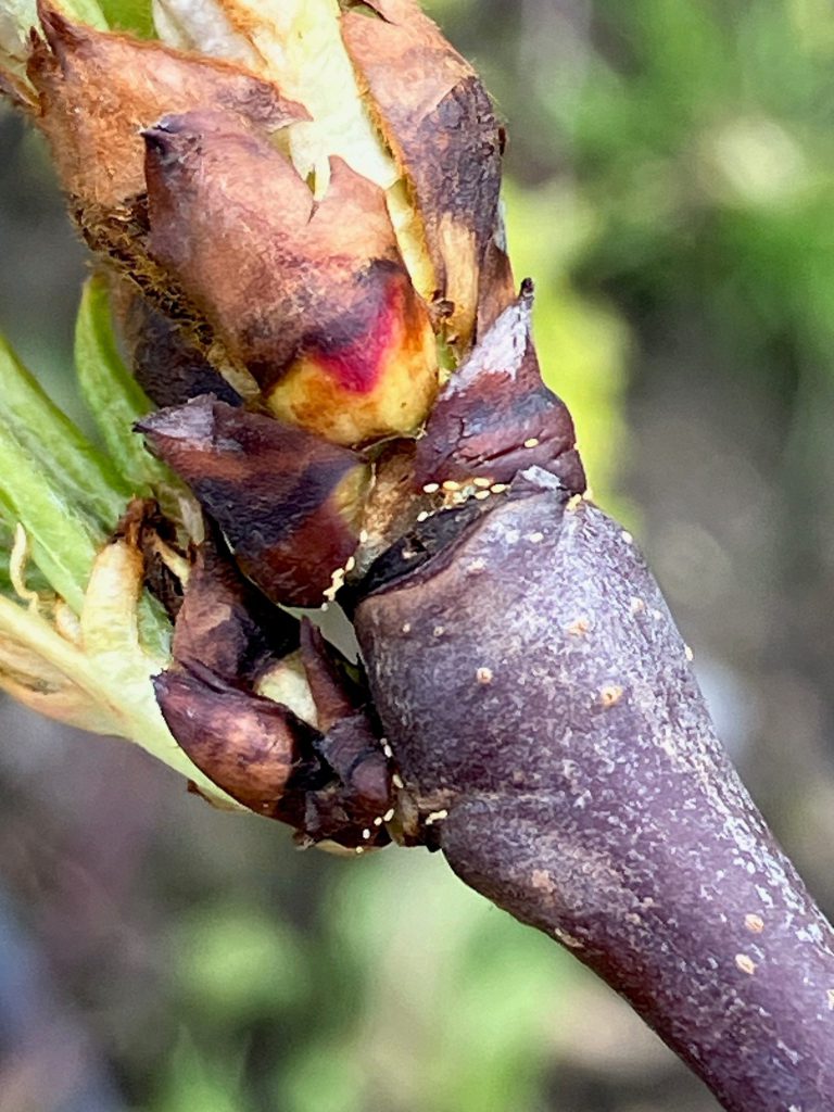 Afbeelding Perenbladvlo