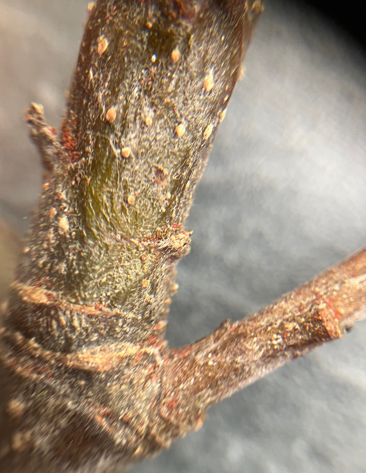 Afbeelding Fruitspint appel