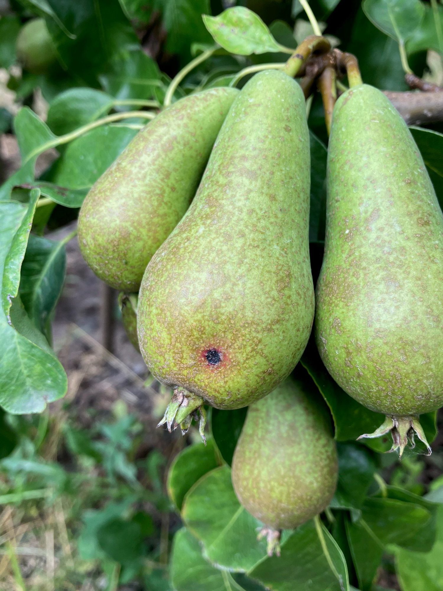 Afbeelding Trianum-P