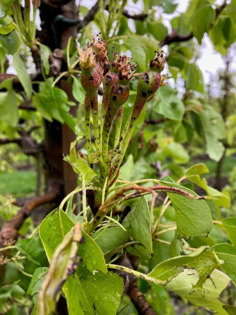 Afbeelding Hagelschade