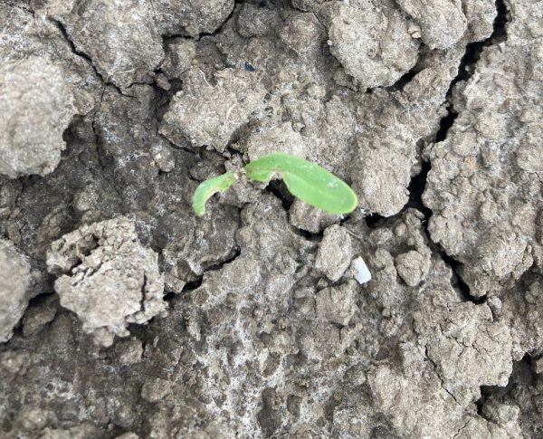 Afbeelding Teeltadvies 10 april 2024