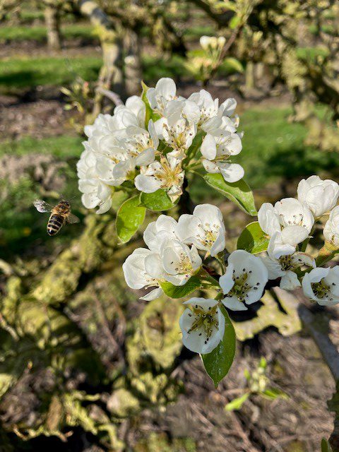 Afbeelding Vruchtzetting peer