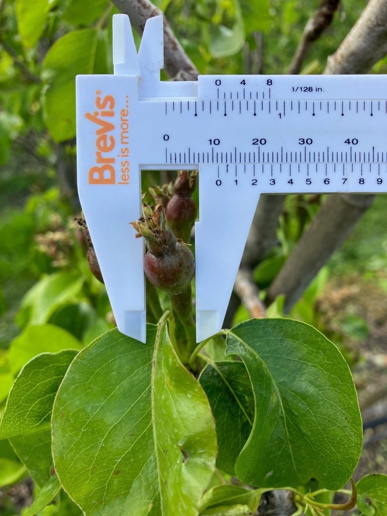 Afbeelding Vruchtdunning peer