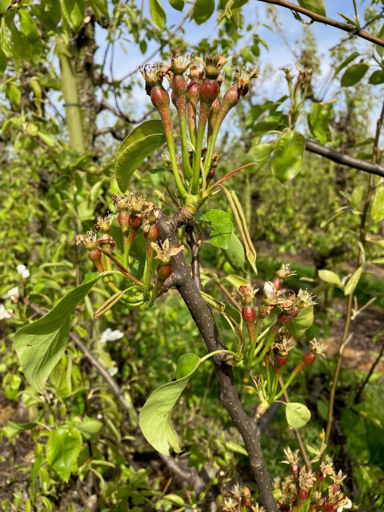 Afbeelding Schimmelbestrijding bij peer