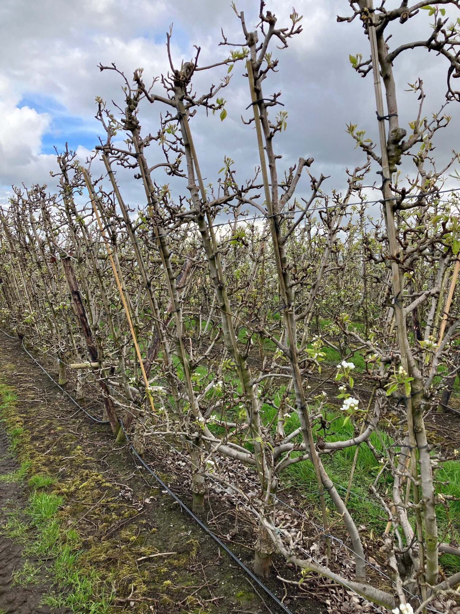 Afbeelding Groeiregulatie peer