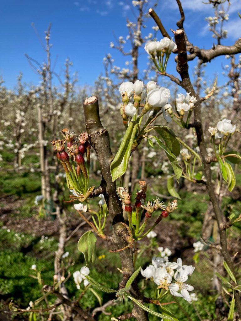 Afbeelding Groeiregulatie peer