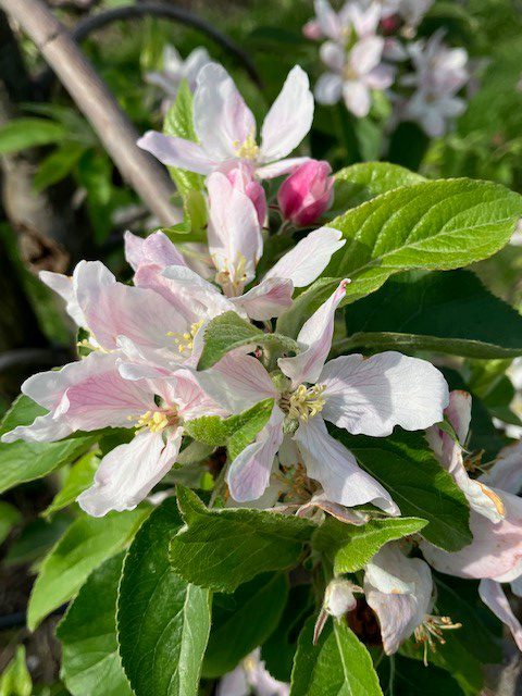 Afbeelding Schurft en meeldauw