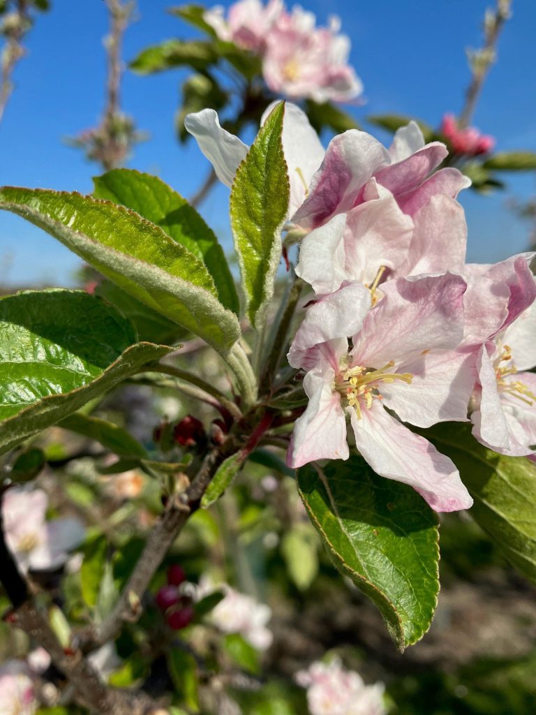 Afbeelding Groeiregulatie appel