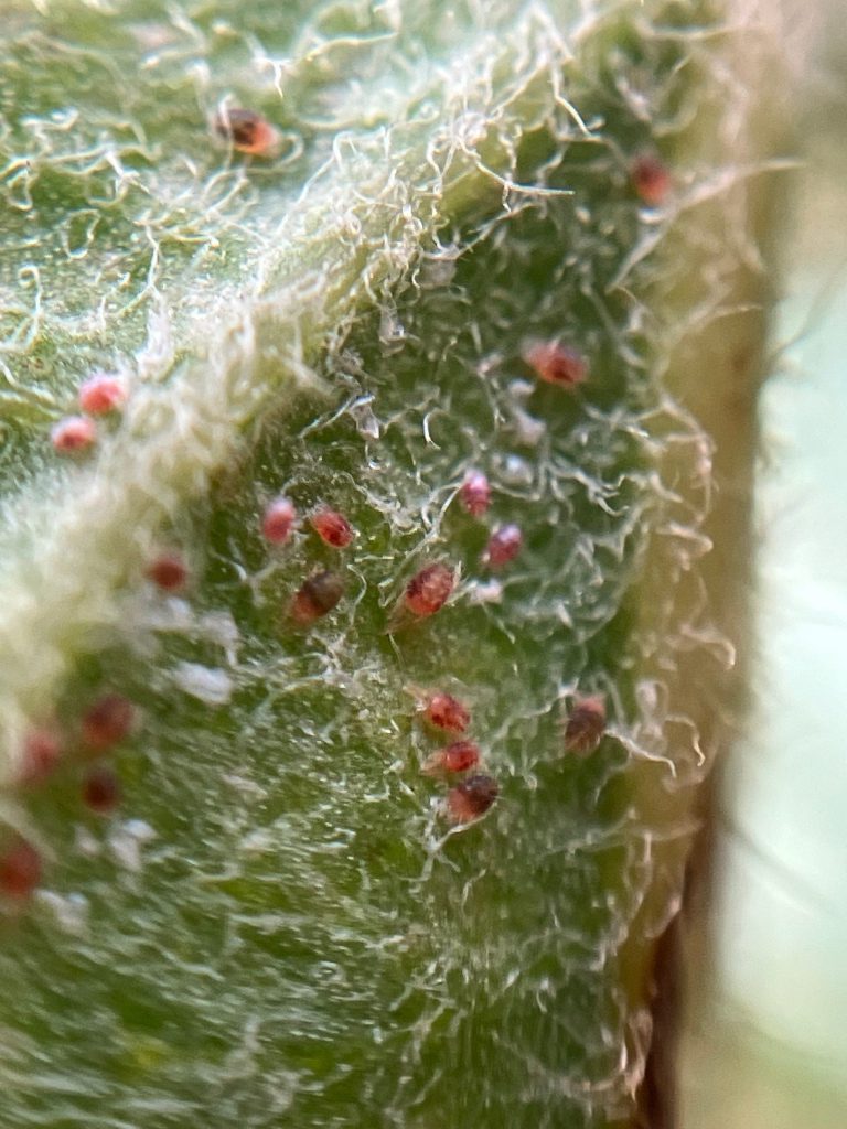 Afbeelding Fruitspint bij appel