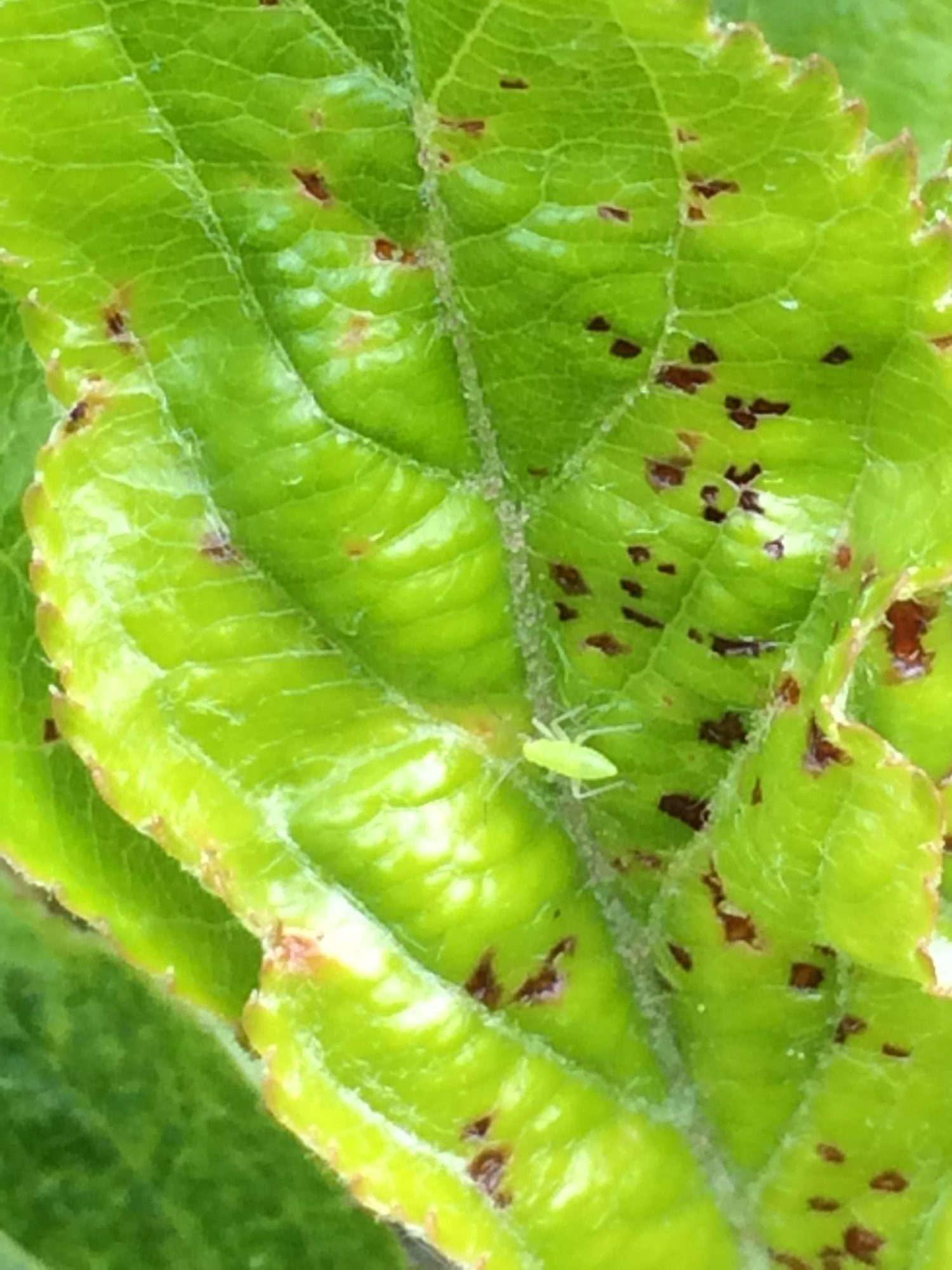 Afbeelding Insectenbestrijding afbloei