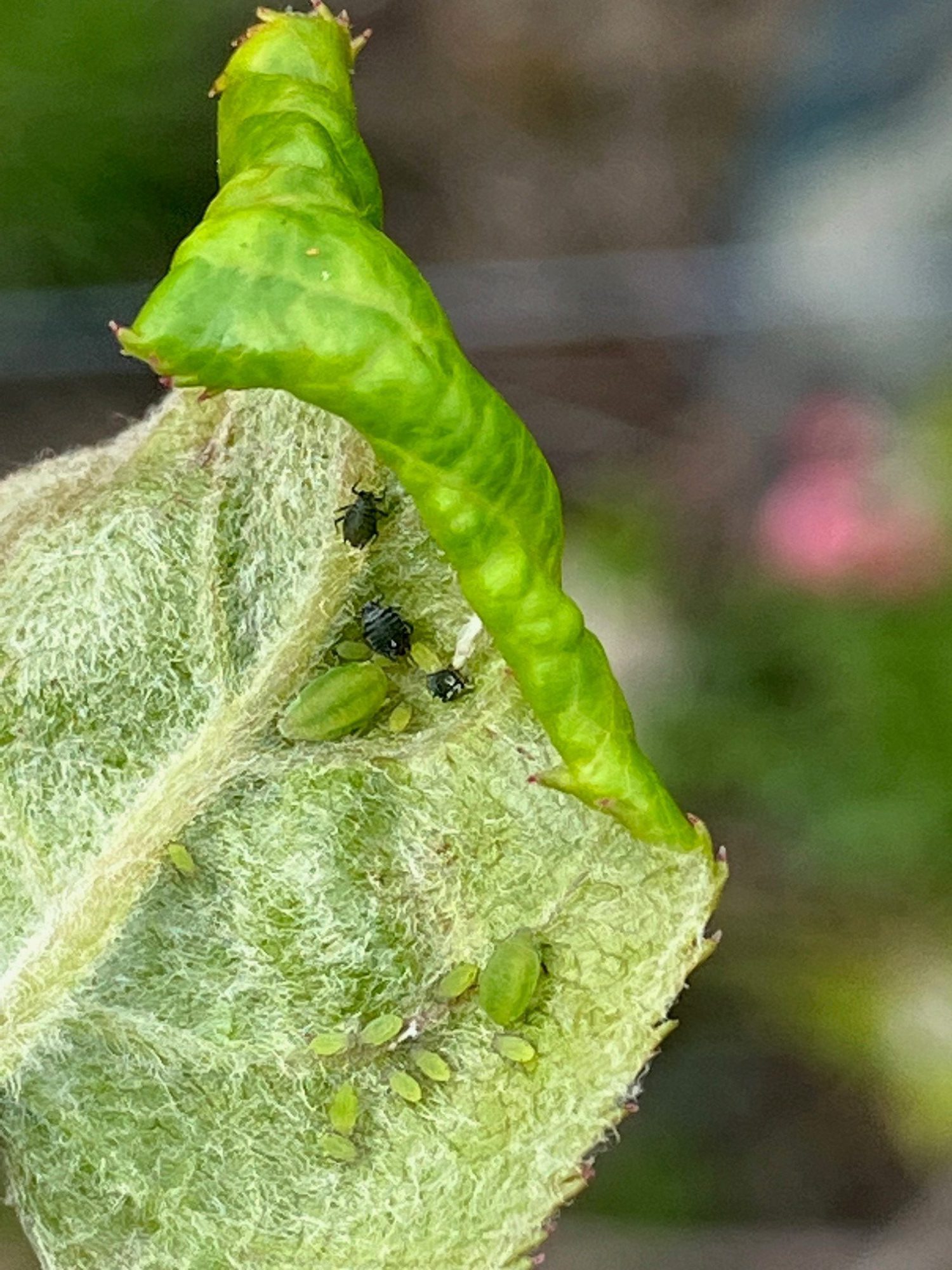Afbeelding Insectenbestrijding