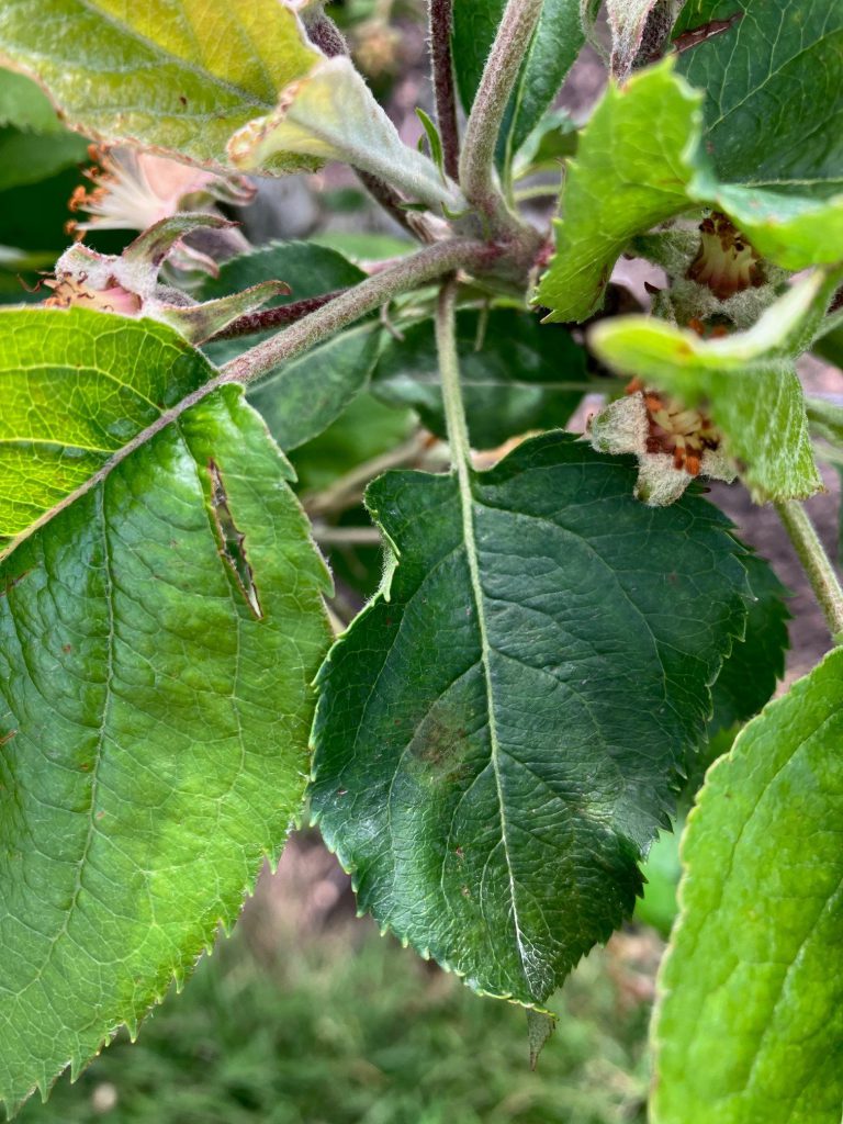 Afbeelding Schurft en meeldauw appel