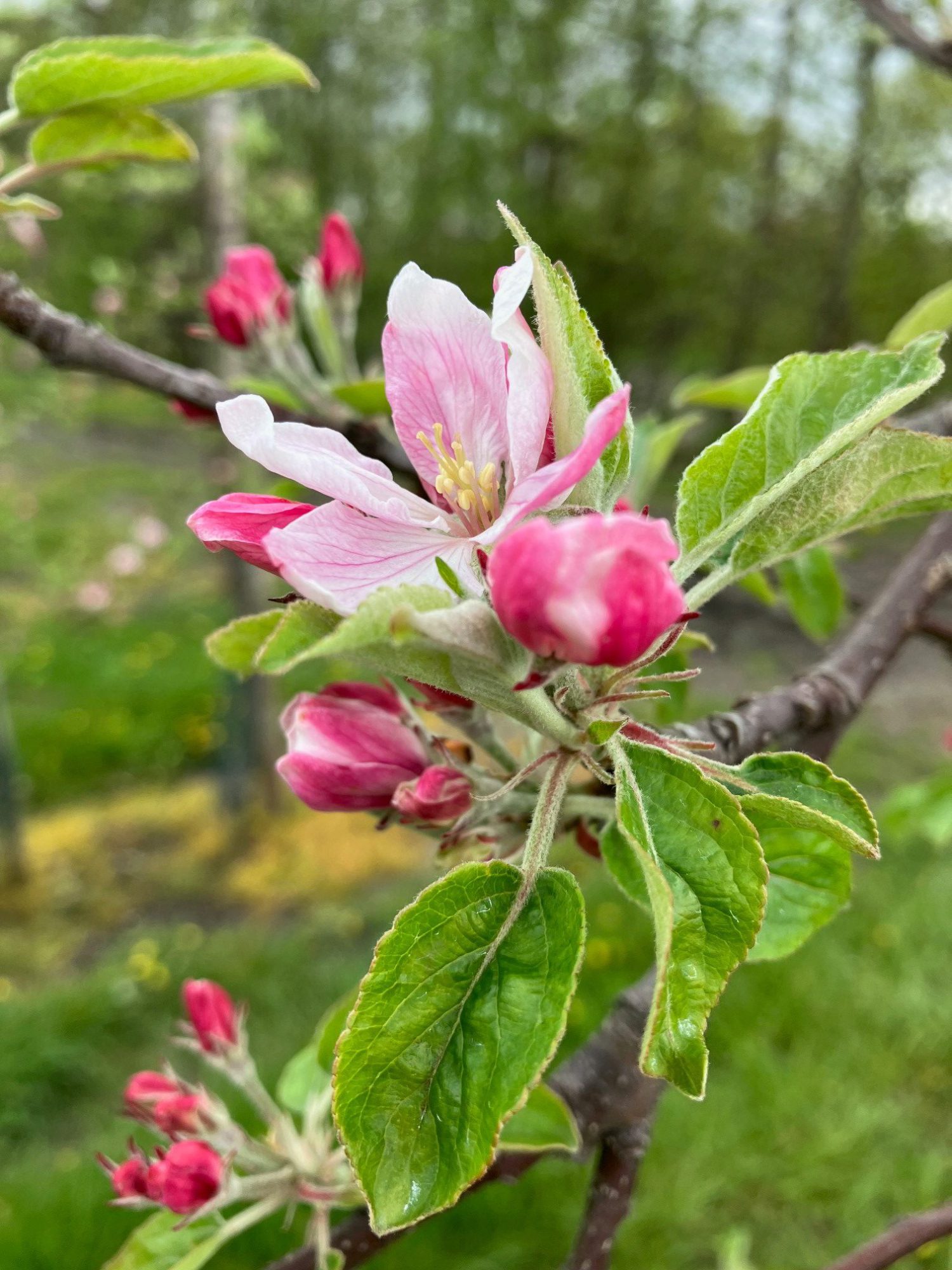 Afbeelding Verbetering zetting