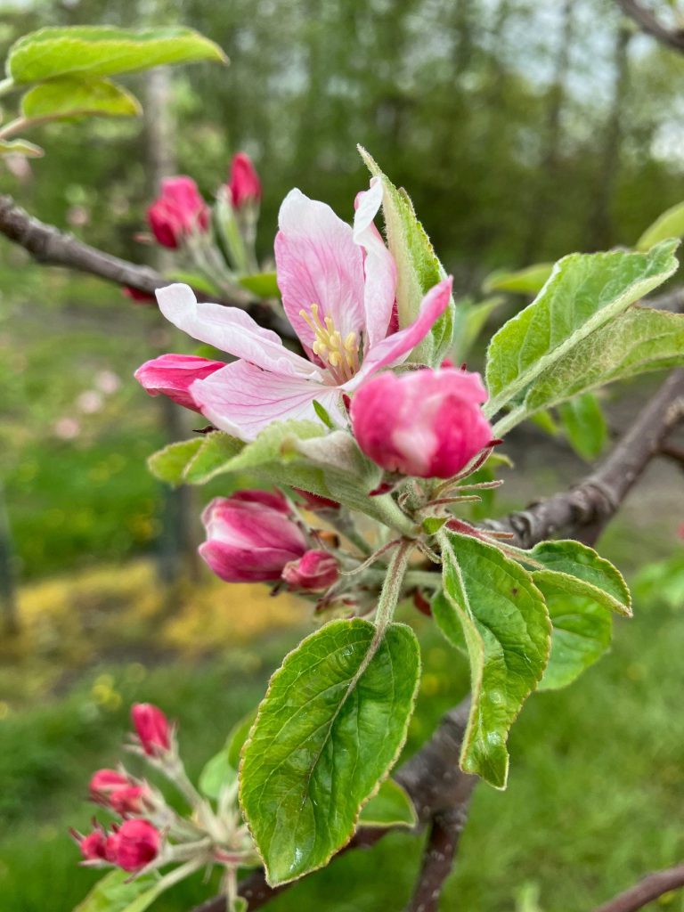 Afbeelding Groeiregulatie appel