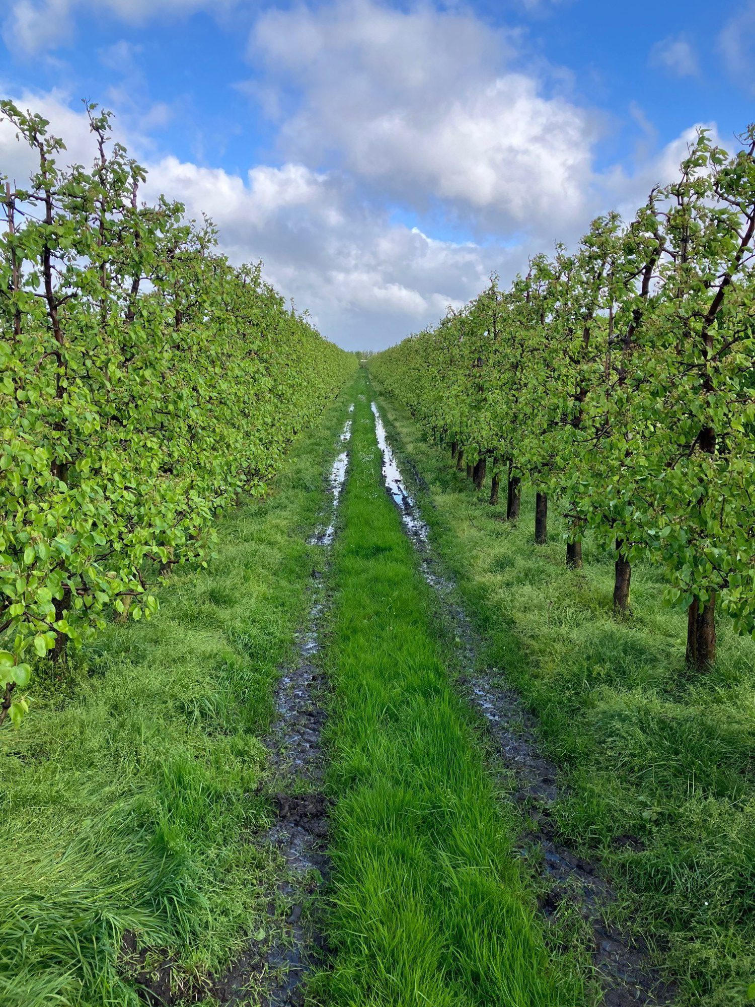 Afbeelding Herstel grasbanen fruitteelt