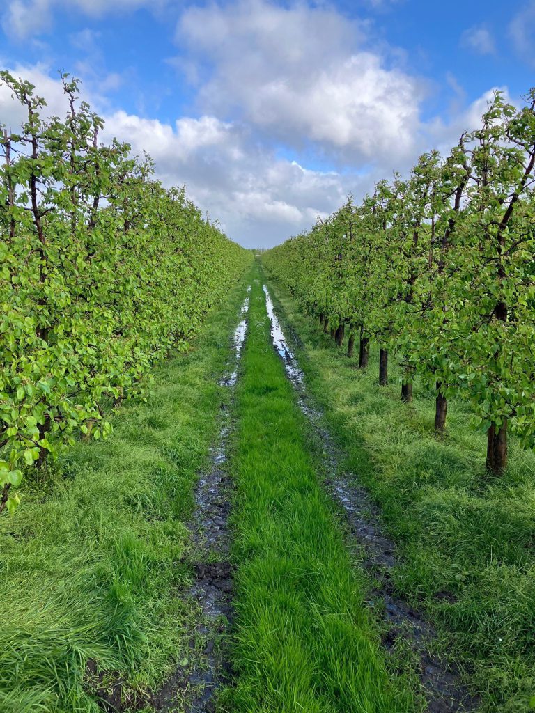 Afbeelding Herstel grasbanen fruitteelt