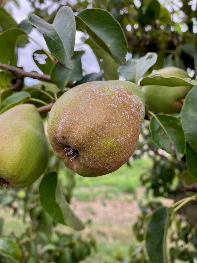 Afbeelding Schurft en meeldauw appel