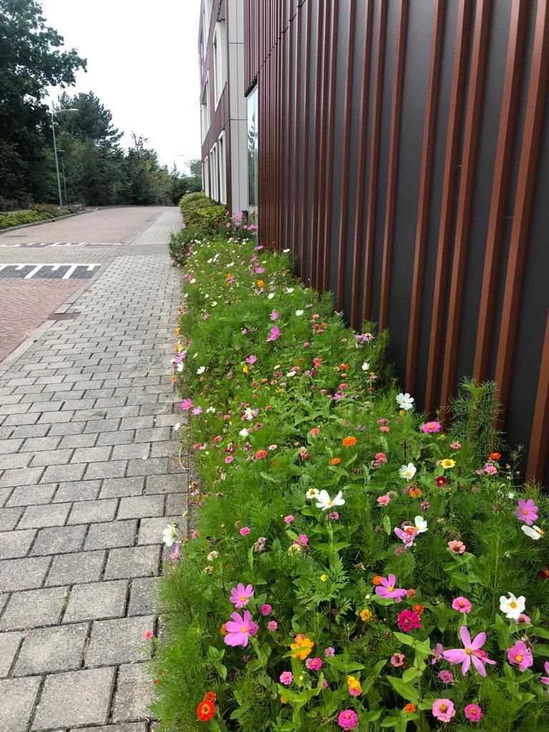 Afbeelding Geveltuinmengsel en Schoolpleinmengsel