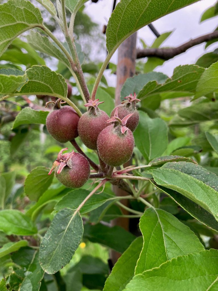 Afbeelding Bladbemesting