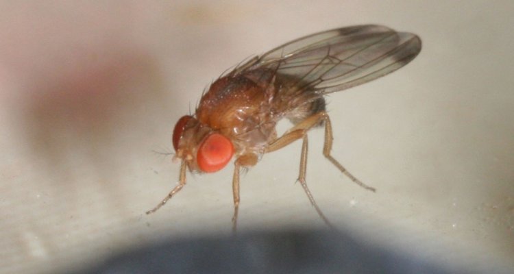 Afbeelding Vrijstellingen Tracer en Exirel in kers