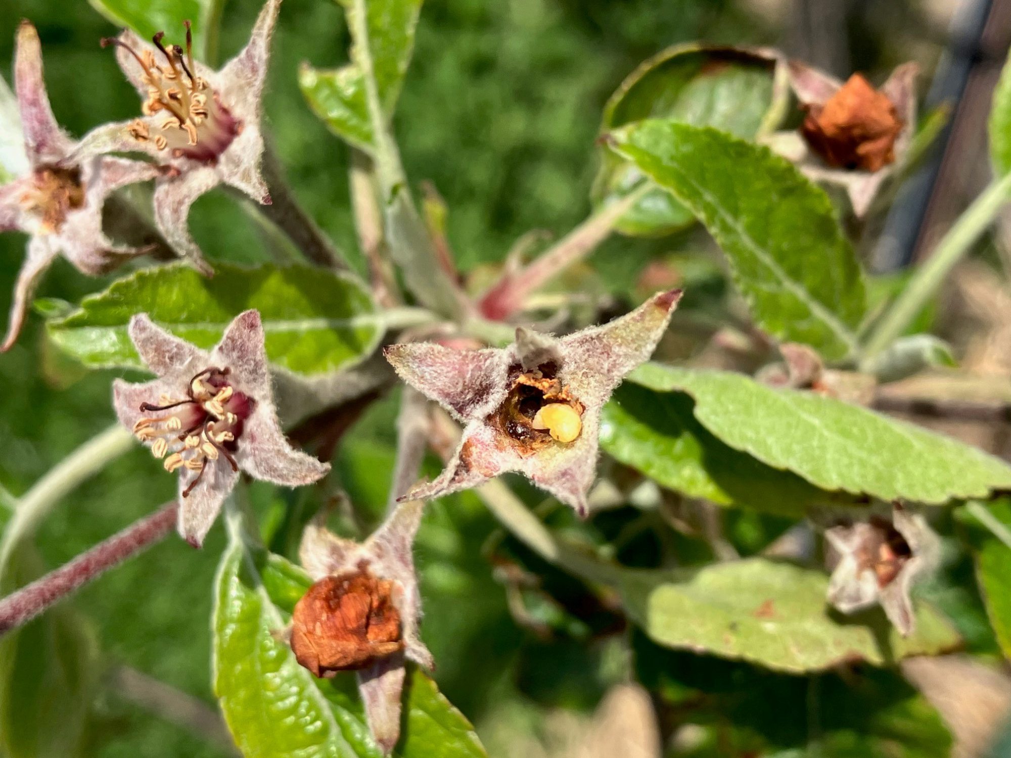 Afbeelding Minecto One