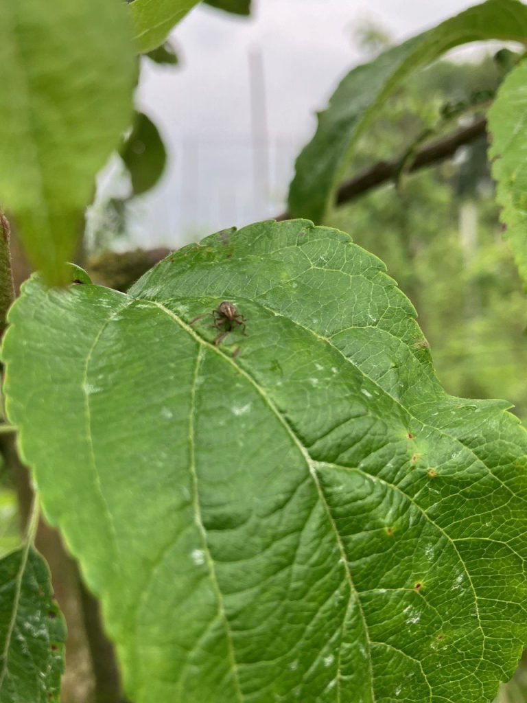 Afbeelding Appelbloesemkever